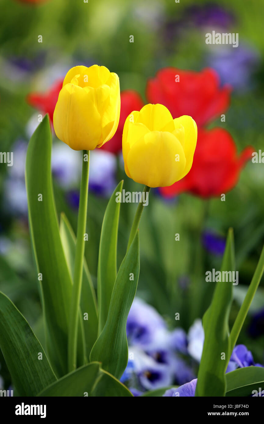 yellow tulips in the spring garden Stock Photo - Alamy