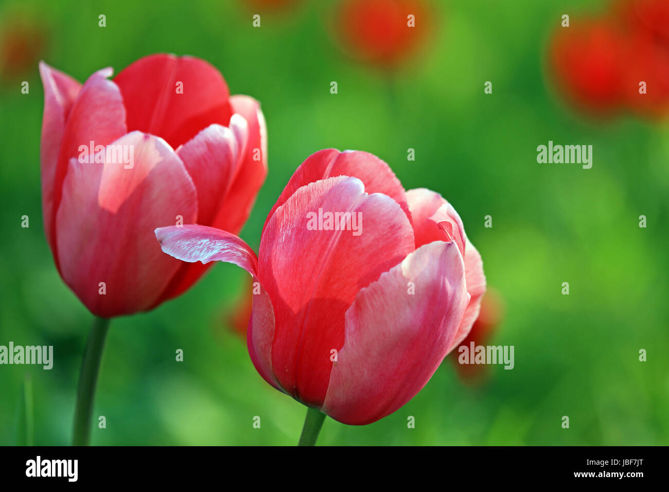 two tulips in pink Stock Photo