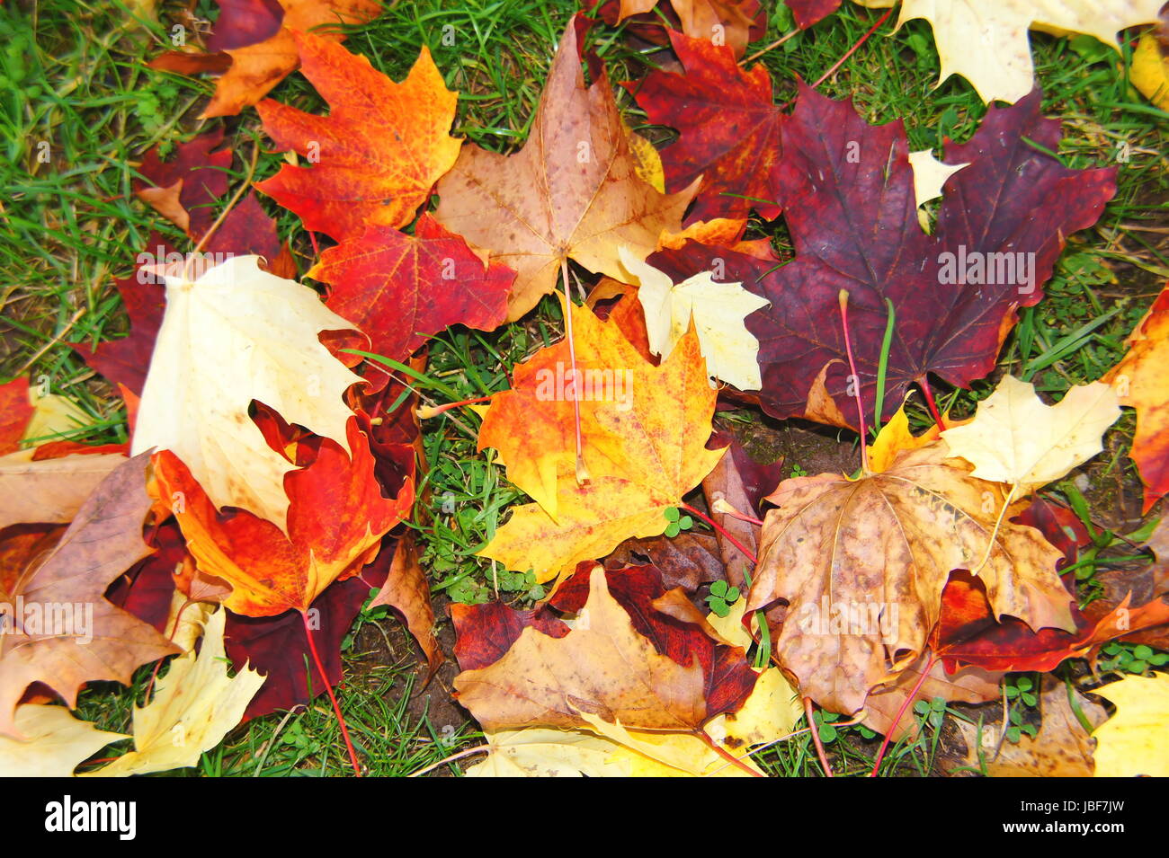rot gelbe Ahornblätter im Herbst im grünen Gras Stock Photo
