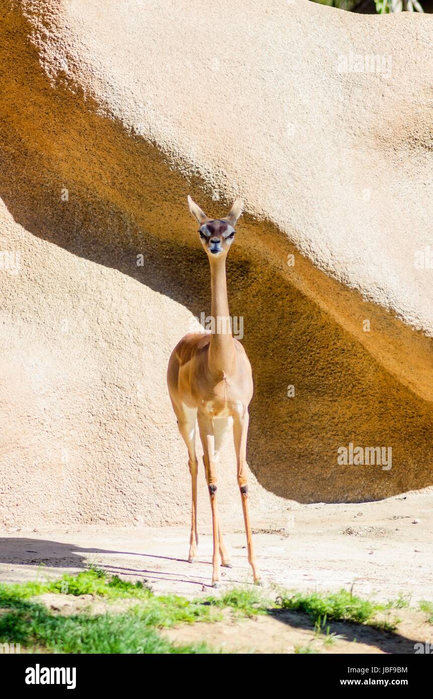 A portrait view of a long necked southern generuk also known as waller 's gazelle and giraffe necked antelop. A wild animal distinct for their long skinny neck, small head and large eyes and ears. Stock Photo