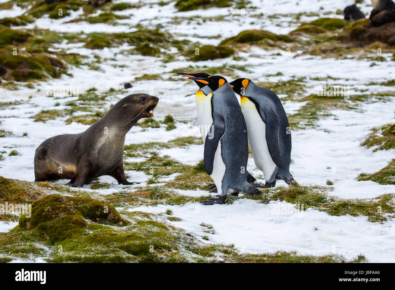 King penguins on South Georgia island Stock Photo - Alamy