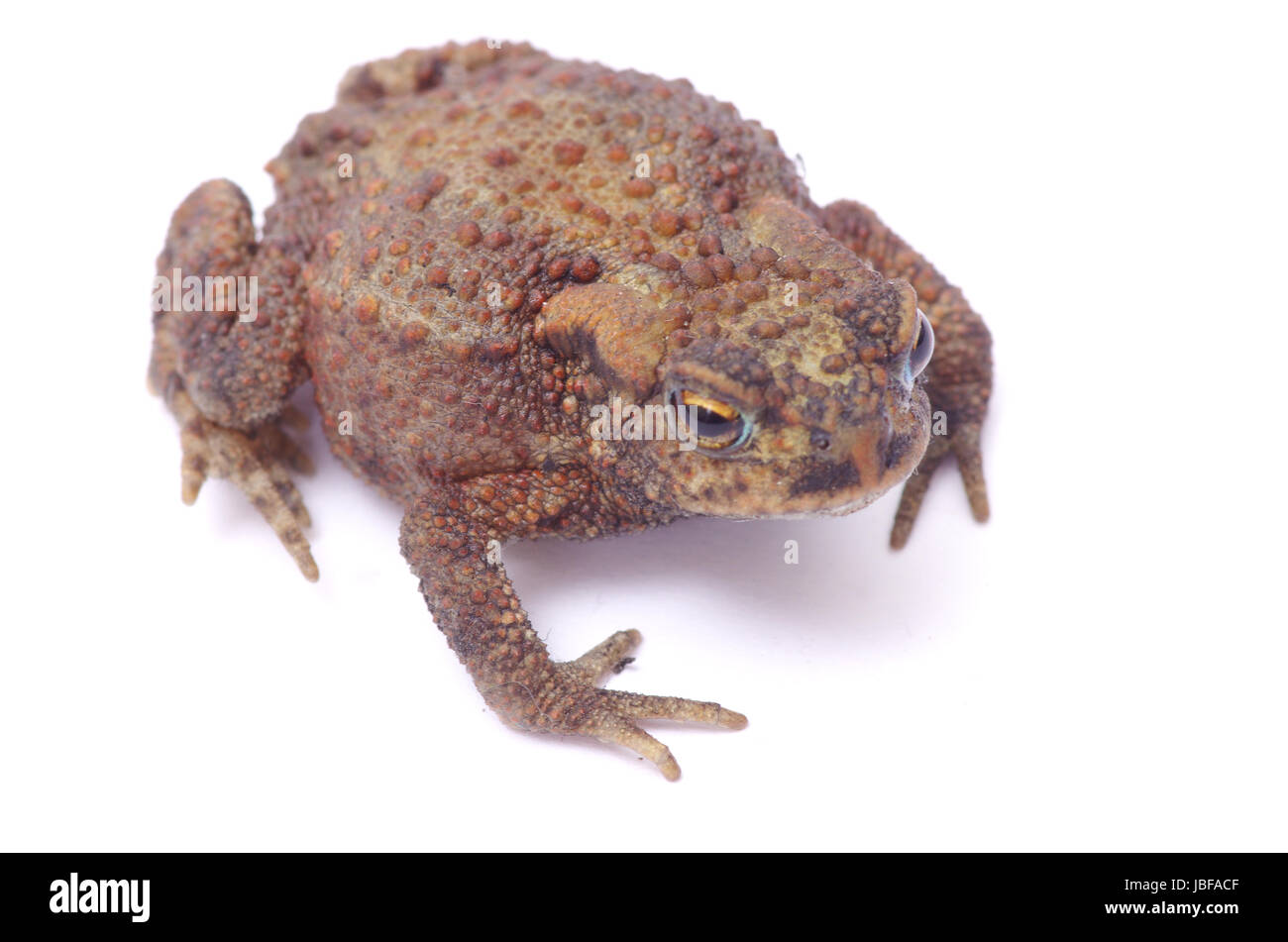 frog on a white background Stock Photo - Alamy