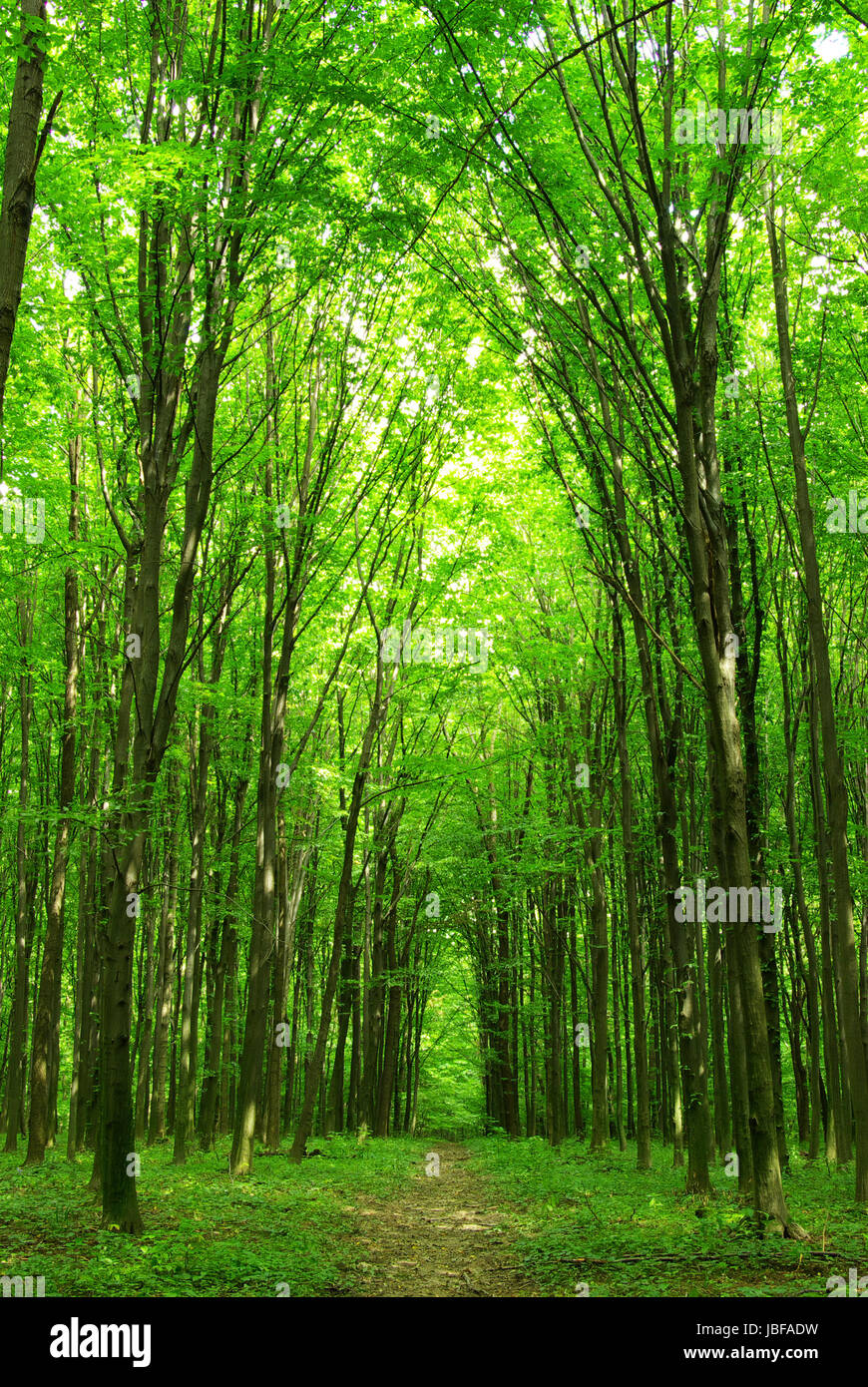 a path is in the green forest Stock Photo - Alamy