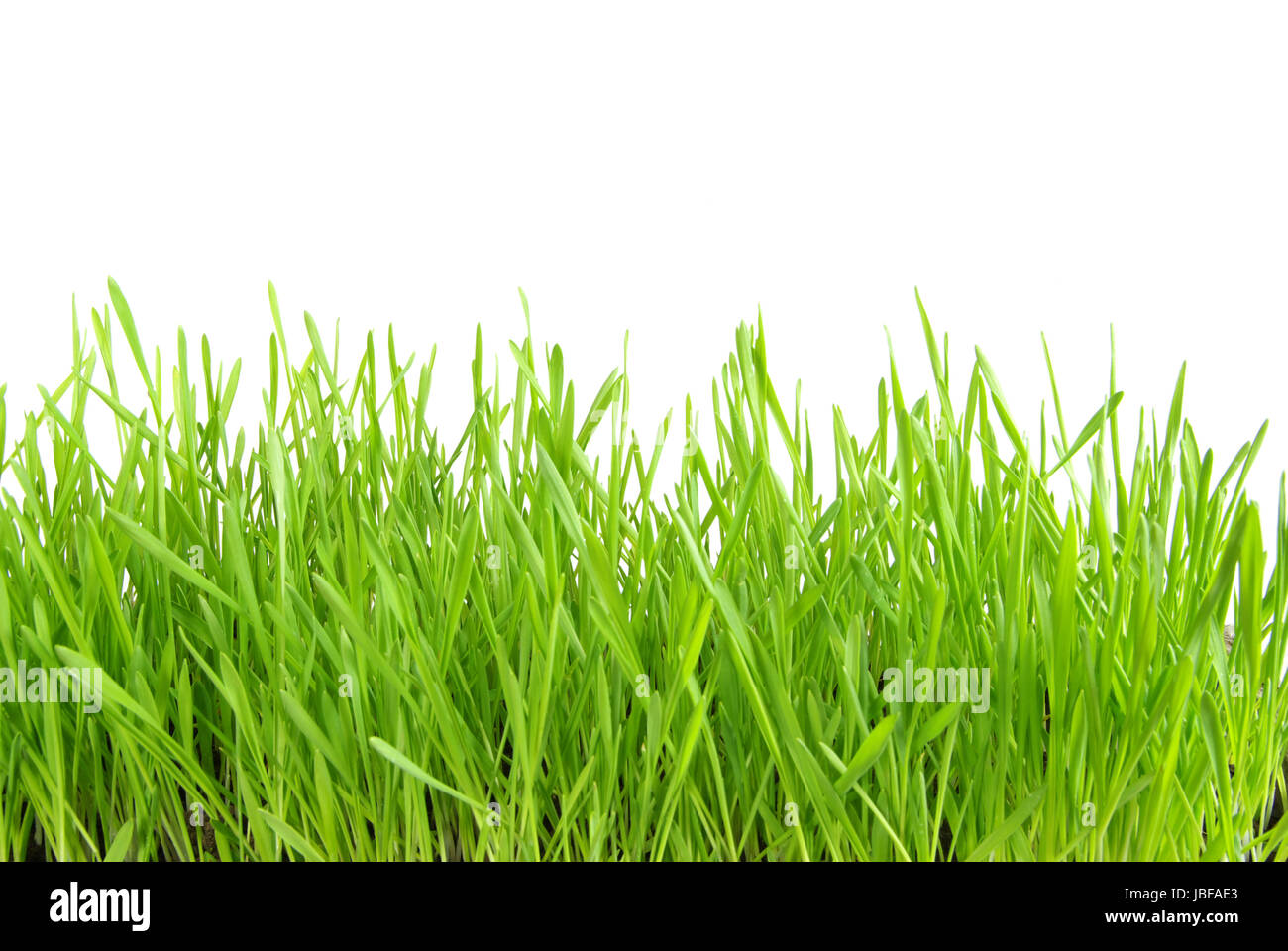 Green grass isolated on white background Stock Photo - Alamy