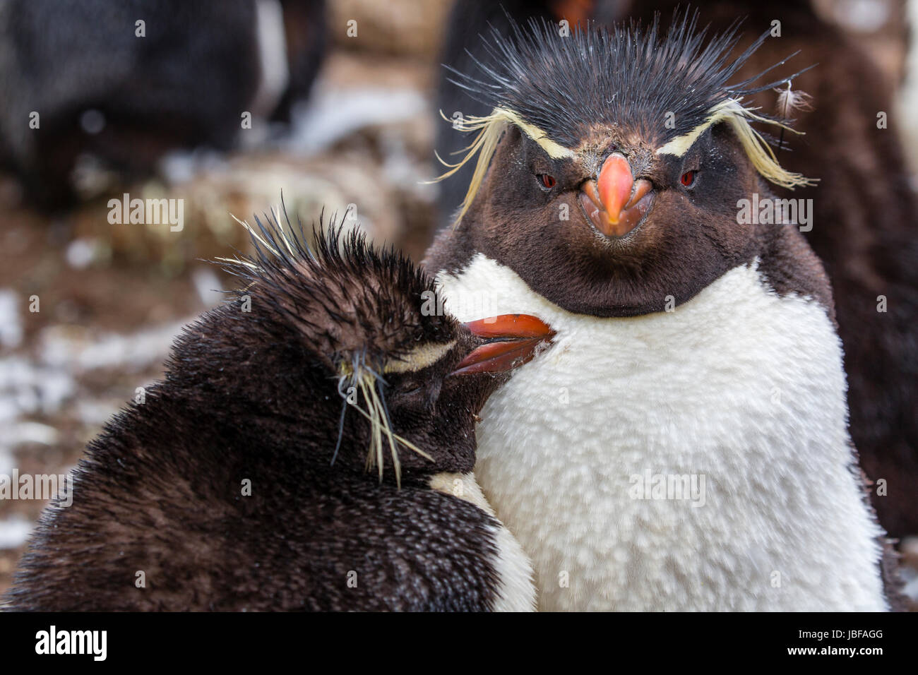 Crested Rockhopper penguins on Saunders Island, Falkland Islands Stock Photo