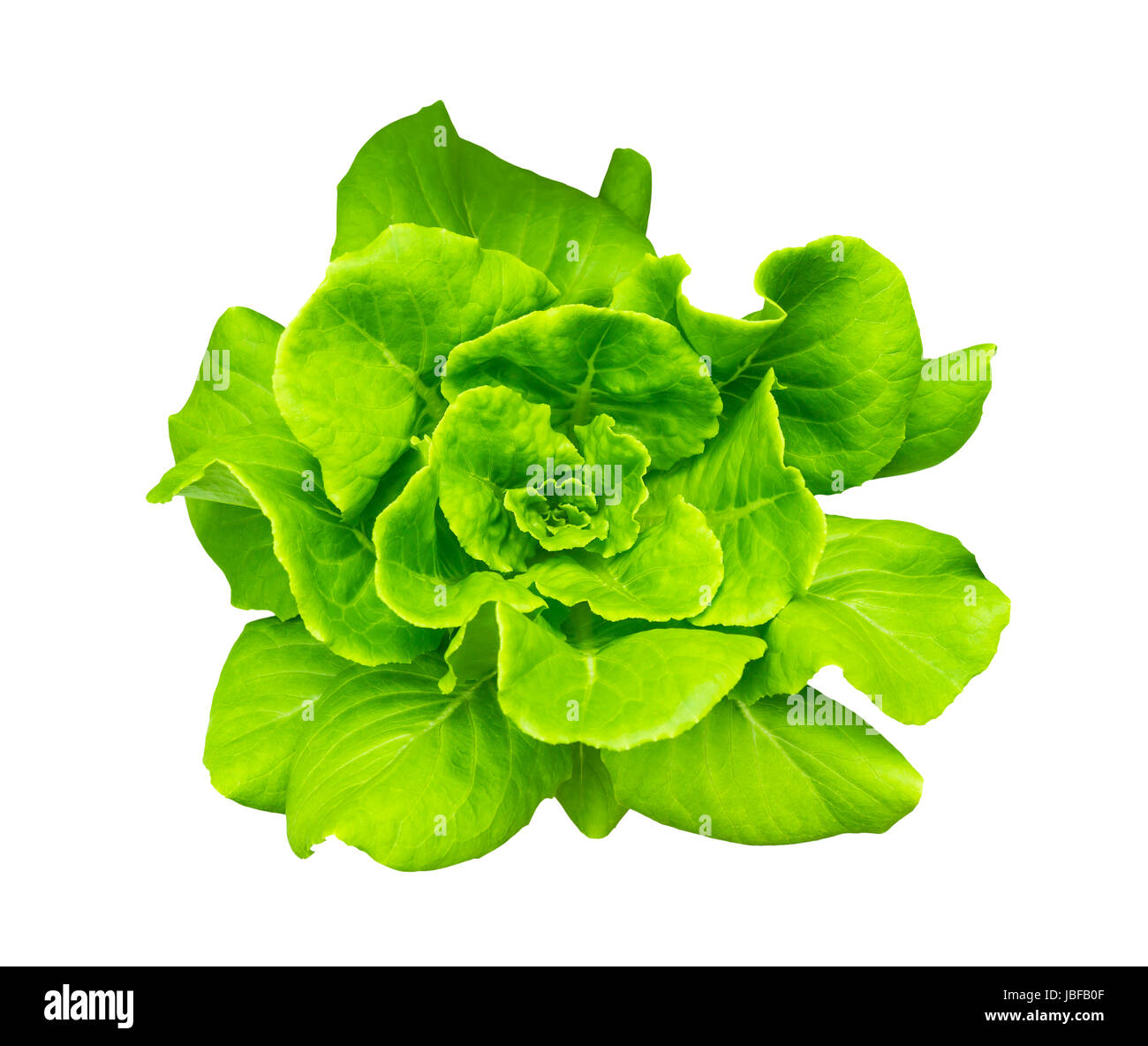 Green Butterhead Lettuce isolated on white background with clipping
