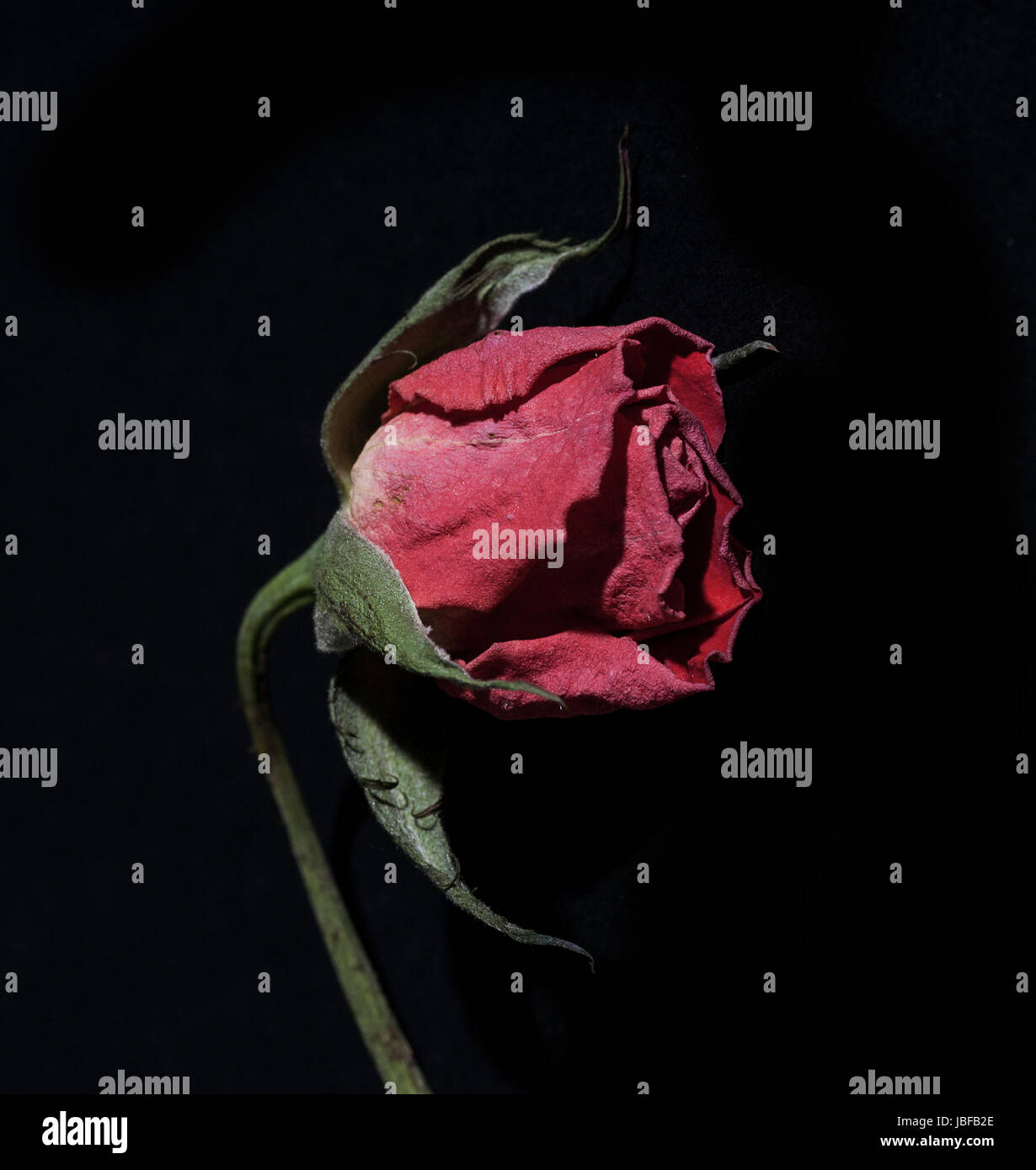 Decaying White Roses Decaying rose hi-res stock photography and images - Alamy