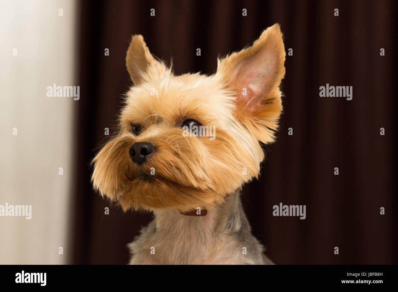 Yorkshire Terrier dog after haircut, close-up portrait Stock Photo