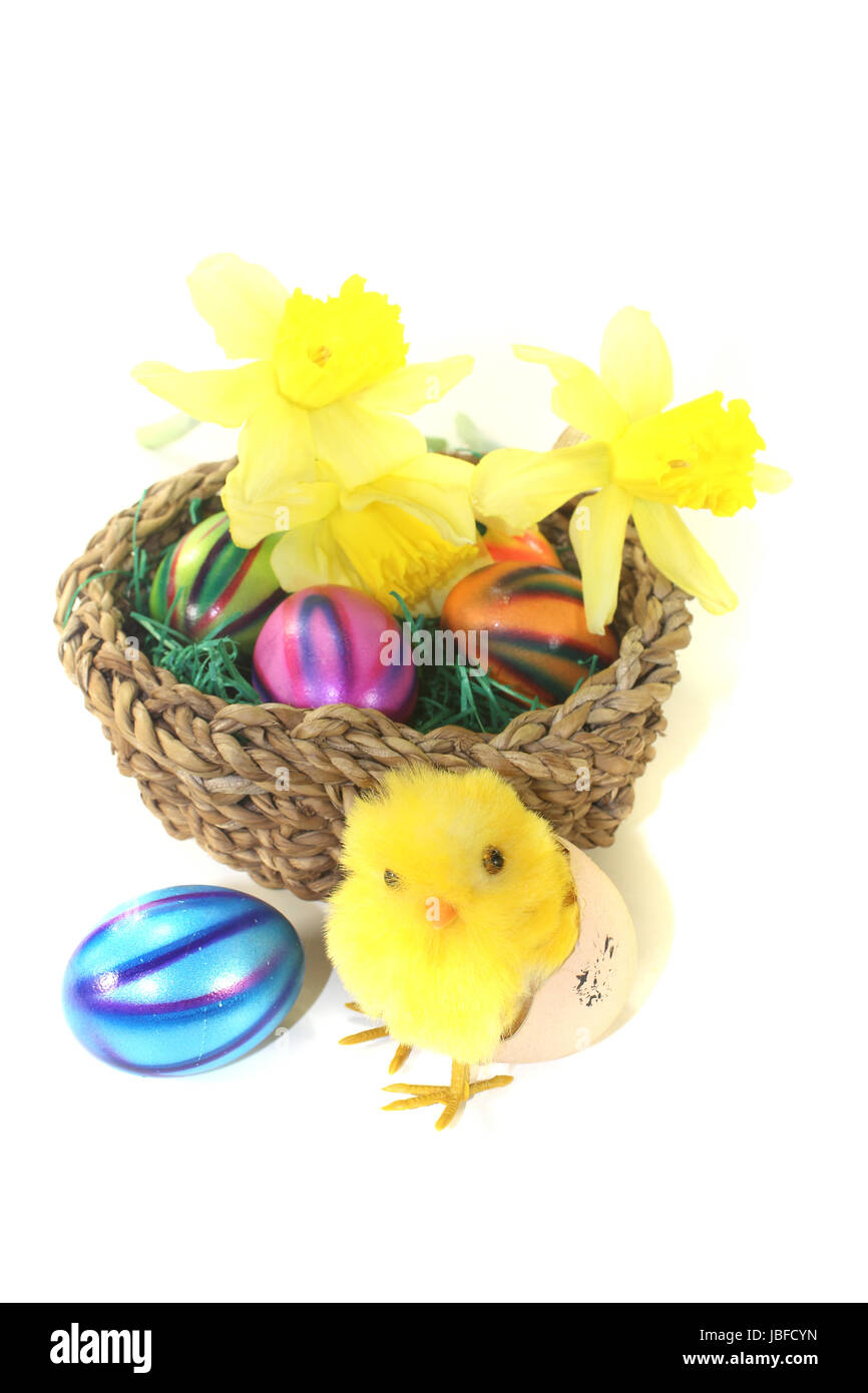 Osternest mit Küken, Narzissen und bunten Eiern auf hellem Hintergrund Stock Photo