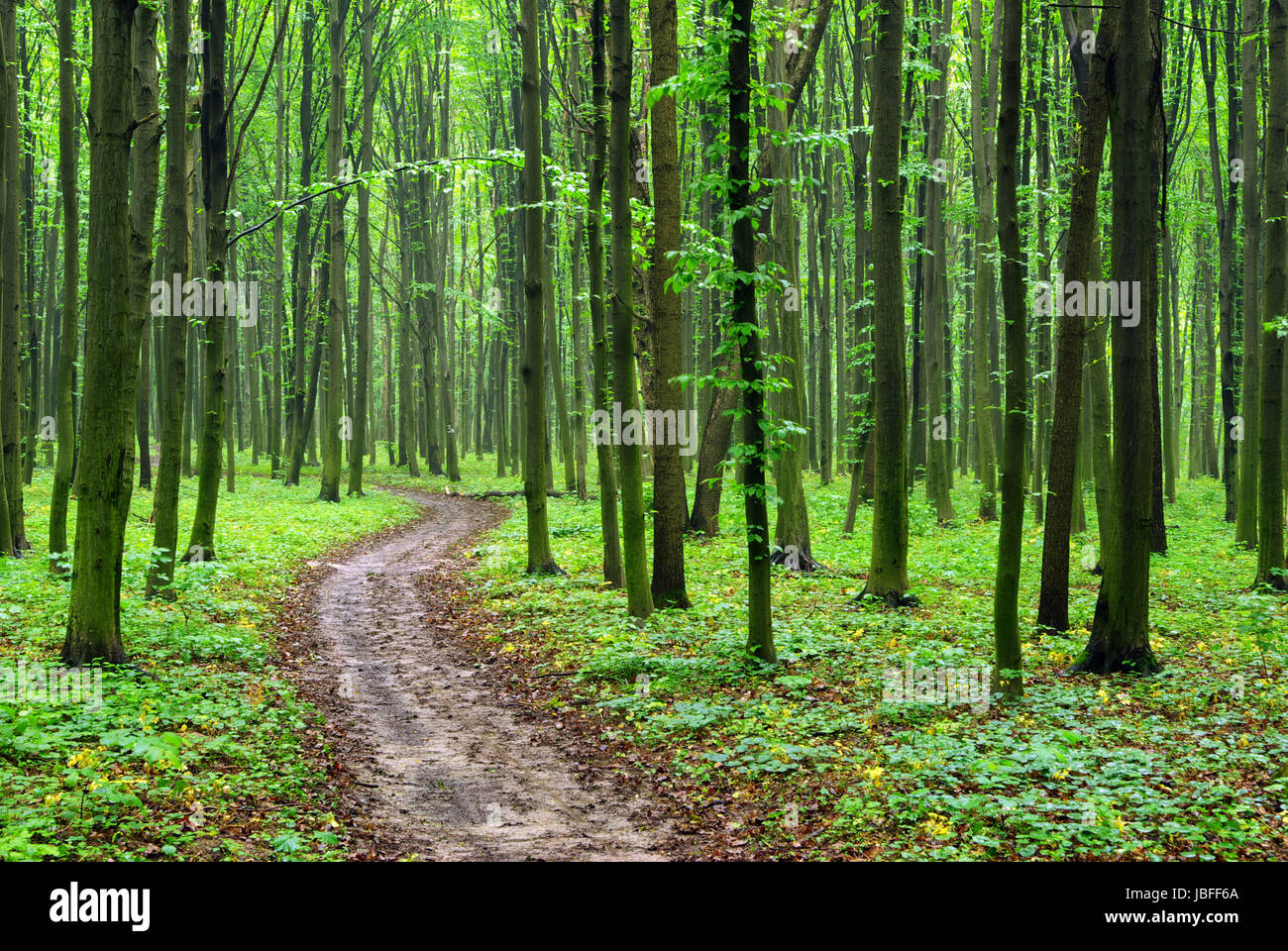 a path is in the green forest Stock Photo - Alamy