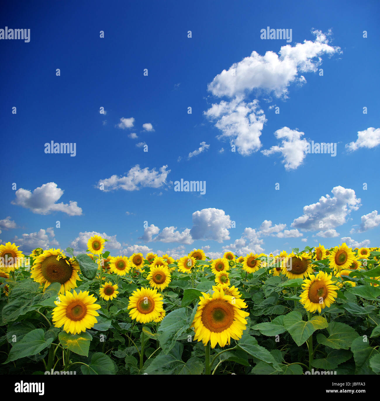 sunflower field over cloudy blue sky Stock Photo - Alamy