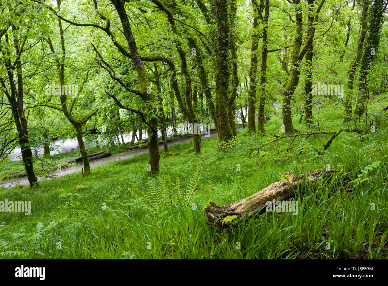 A broadleaf woodland in spring on the bank of the River Barle in Exmoor National Park near Dulverton, Somerset. Stock Photo