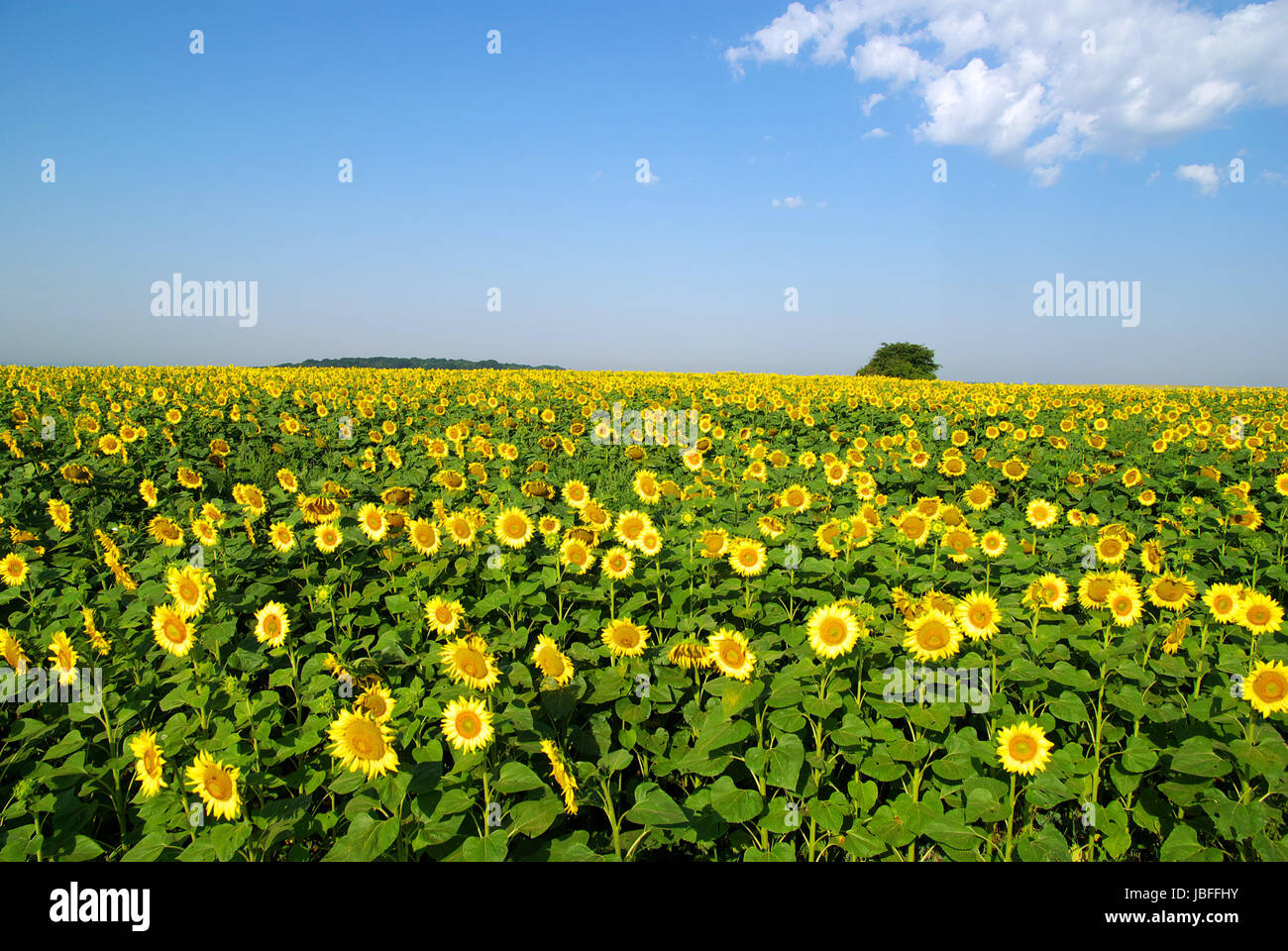 sunflower field over cloudy blue sky Stock Photo - Alamy