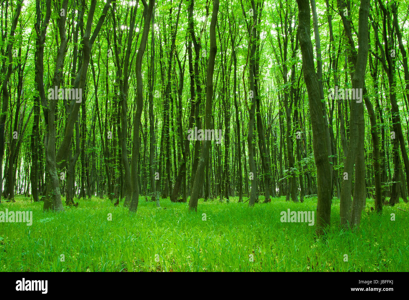forest trees. nature green wood backgrounds Stock Photo - Alamy