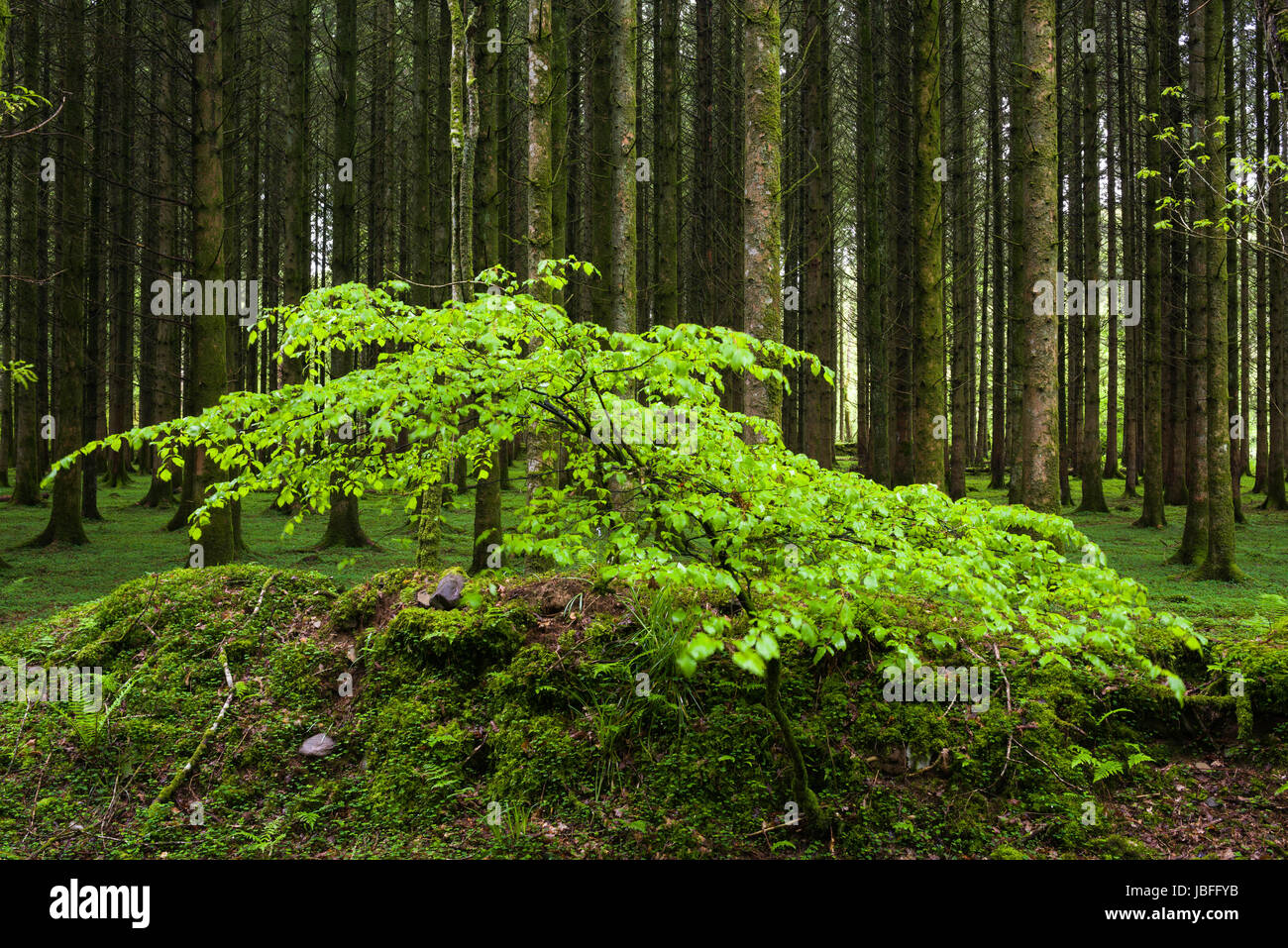 A young Beech sapling growing in a coniferous woodland in Exmoor National Park near Dulverton, Somerset, England. Stock Photo