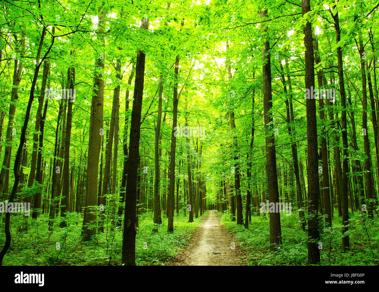 a path is in the green forest Stock Photo - Alamy