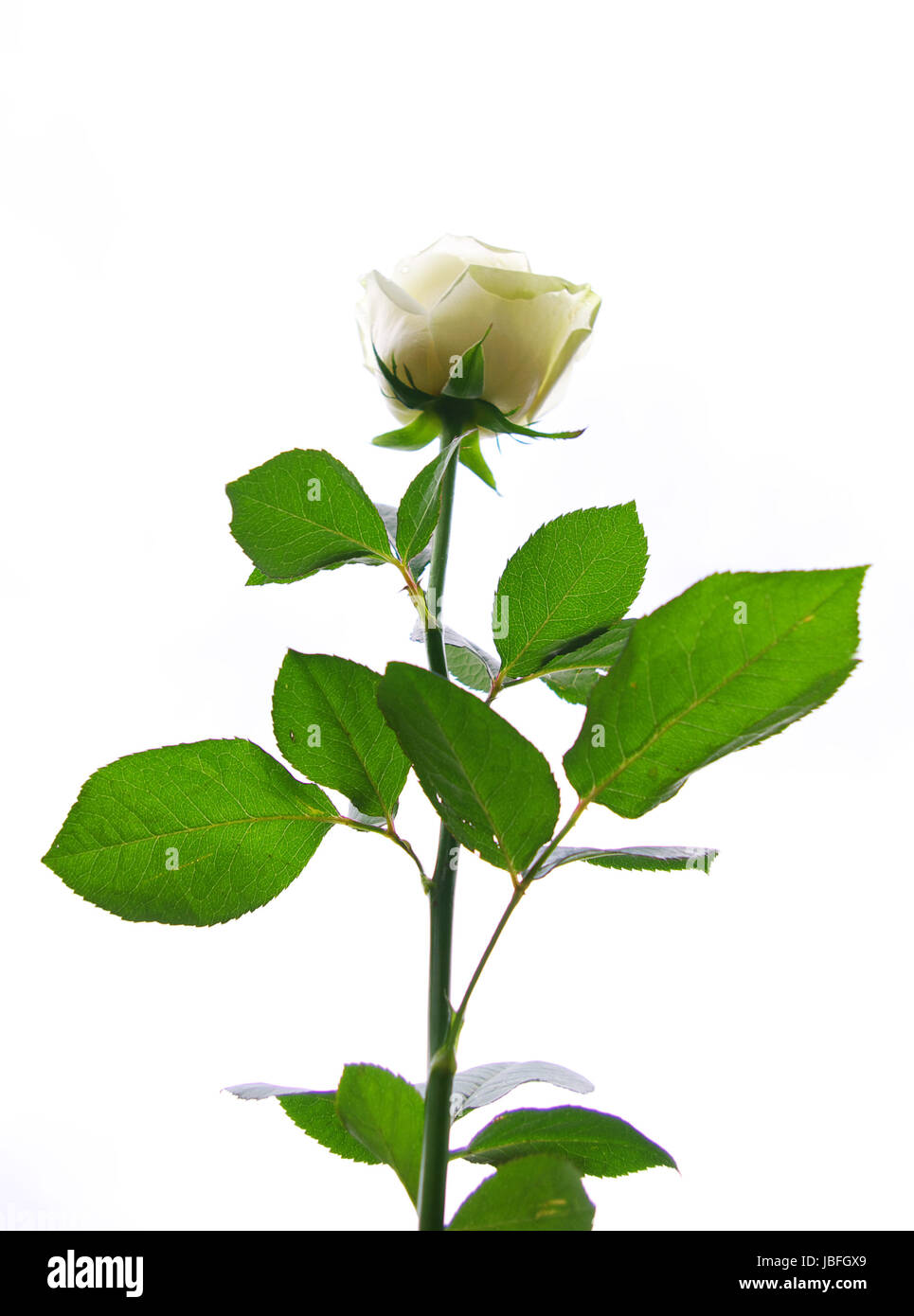 white rose is isolated on a white background Stock Photo - Alamy