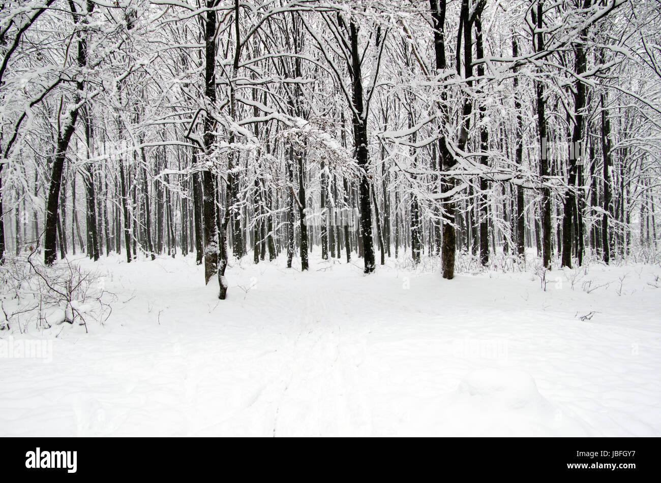 beautiful winter forest and the road Stock Photo - Alamy