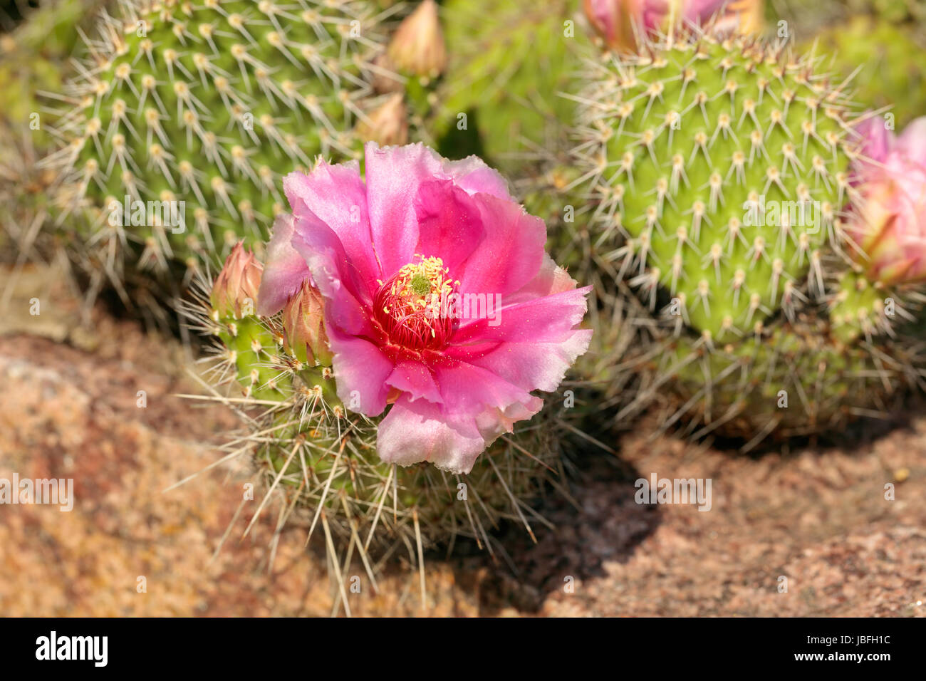 Opuntia phaeacantha blossomed in pink colors Stock Photo