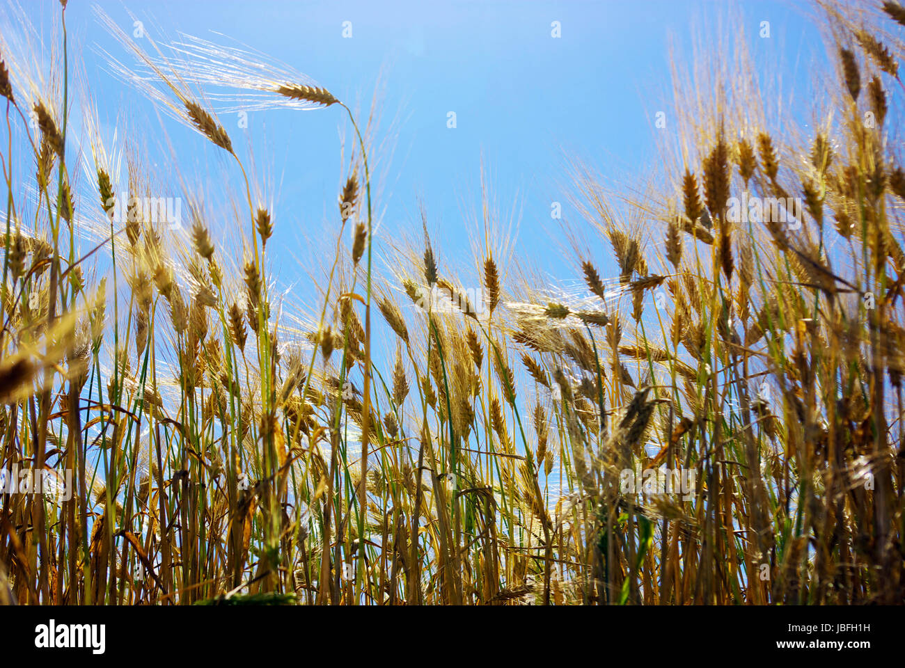 wheat ears against the blue sky Stock Photo - Alamy