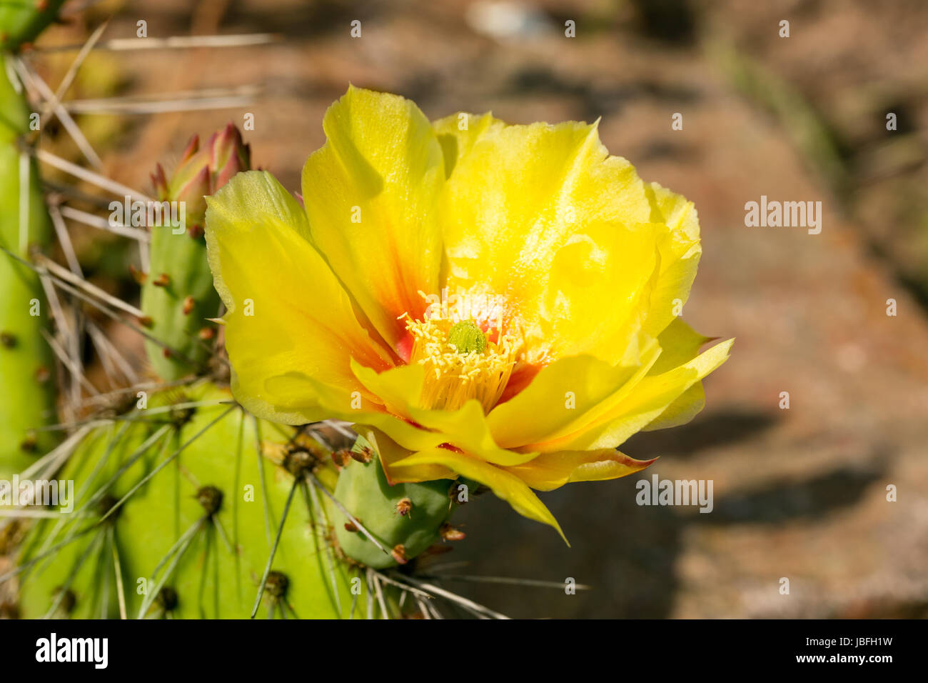 Opuntia phaeacantha blossomed in yellow colors Stock Photo