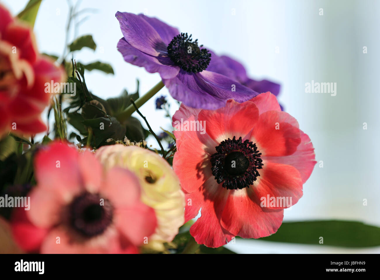 blumenstrauss mit anemonen, ranunkeln,tulpen Stock Photo