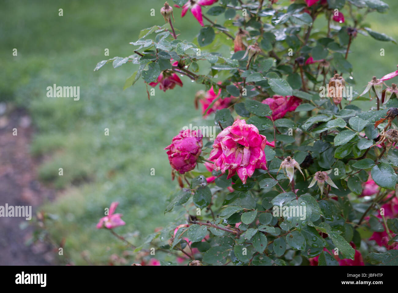 Beautiful shot of pink flowers surrounded by vibrant green-rich sepals. Stock Photo