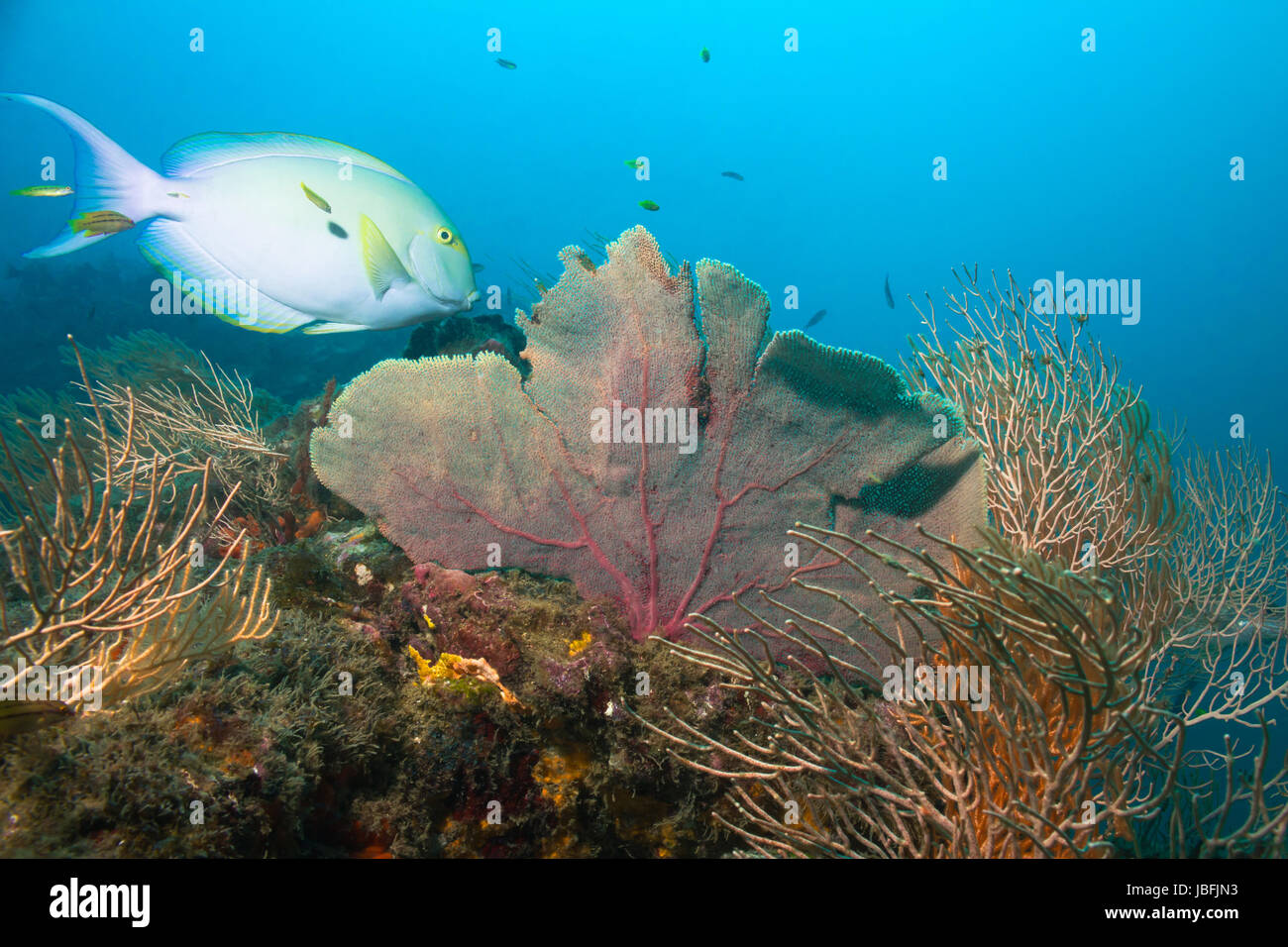 Yellowfin Surgeonfish (aka Cuvier's Surgeonfish, Ring-tailed Surgeonfish, Yellow-mask Surgeon, Purple Surgeonfish - Acanthurus Xanthopterus) On a Coral Reef, Caño Island, Costa Rica Stock Photo