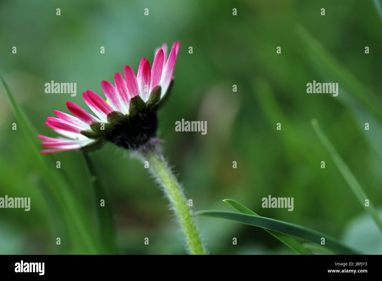 the red daisies Stock Photo Alamy