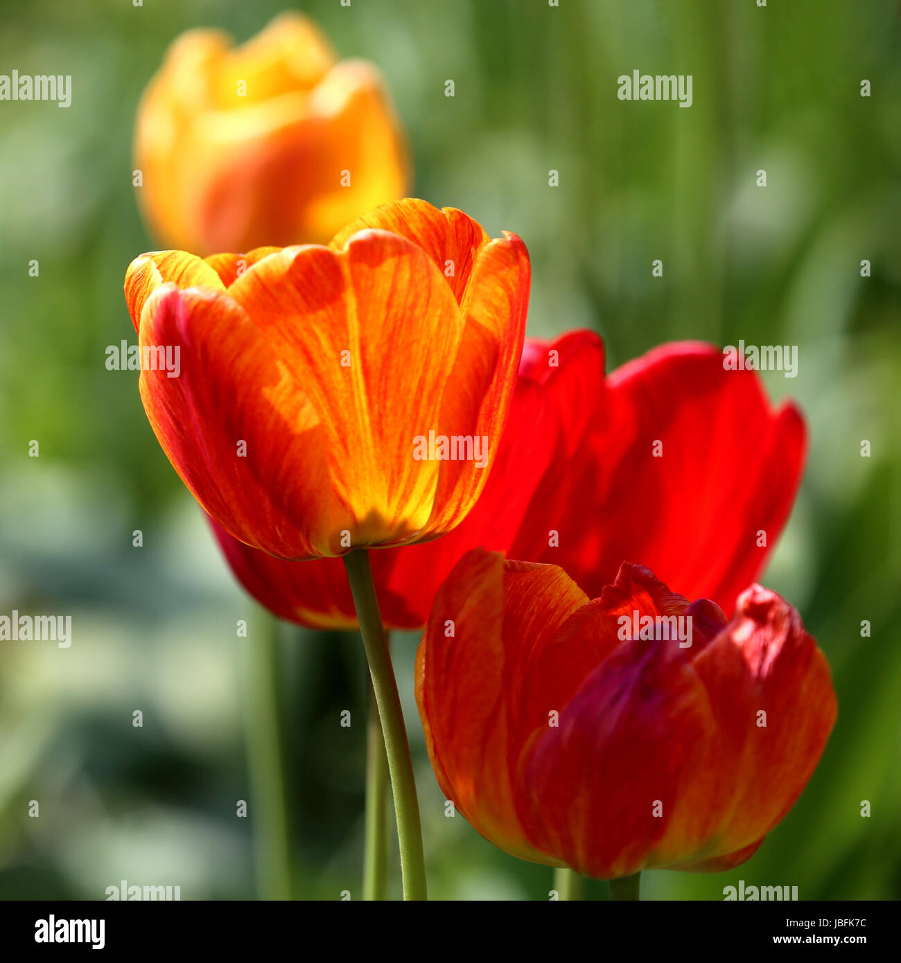 the color red in the tulip Stock Photo - Alamy