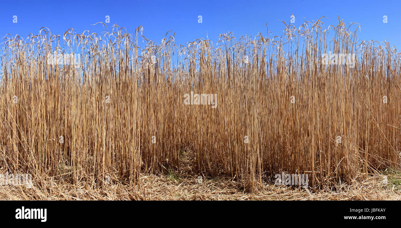 an agricultural panoramic field for an organic farming for the harvest of the reed on a bottom of blue sky Stock Photo