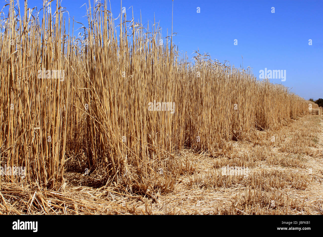 an agricultural field for an organic farming for the harvest of the reed on a bottom of blue sky Stock Photo