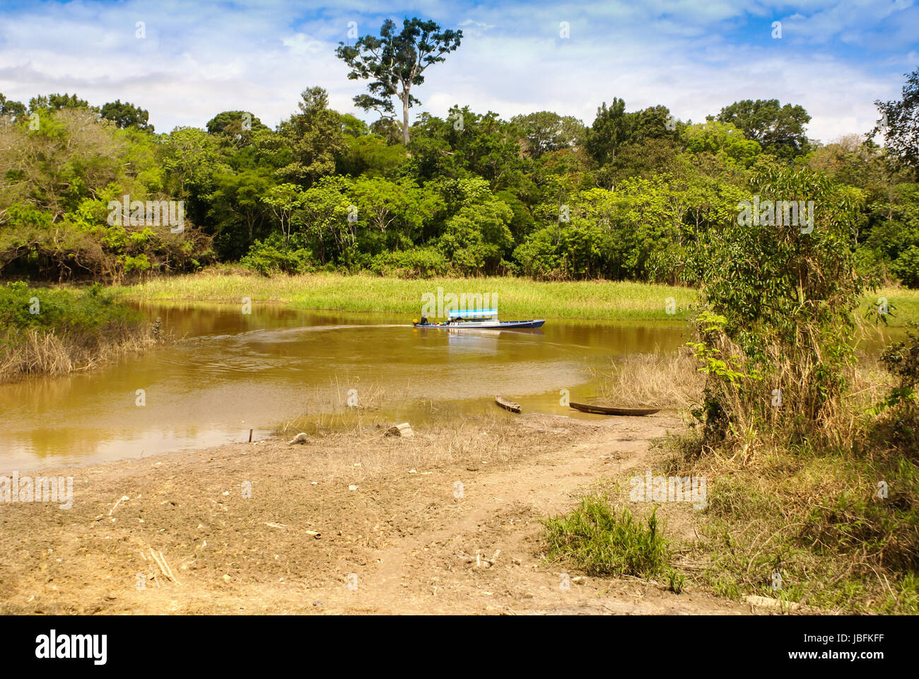 Amazon jungle tree Stock Photo Alamy