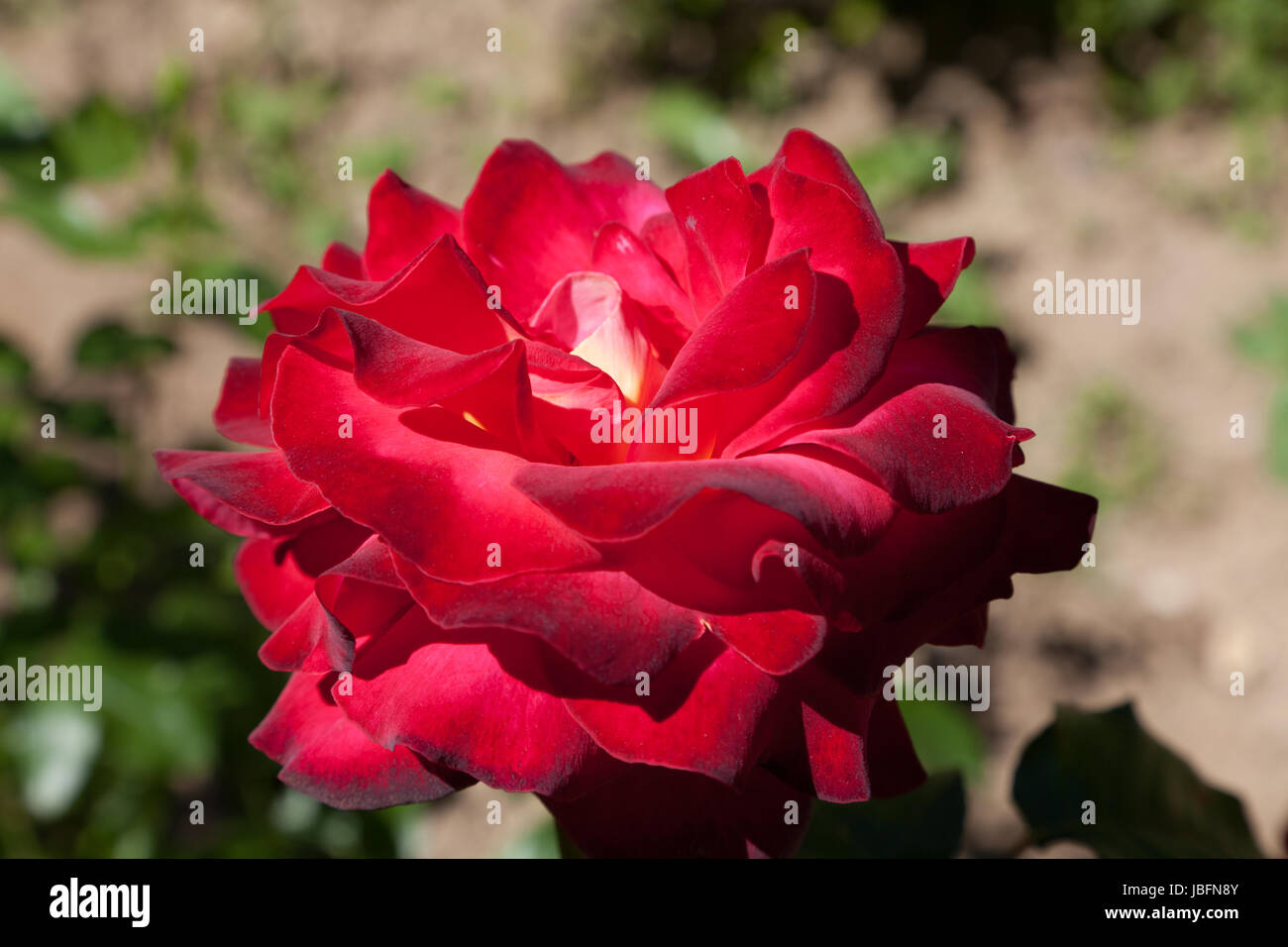 Rose close up red hi-res stock photography and images - Alamy