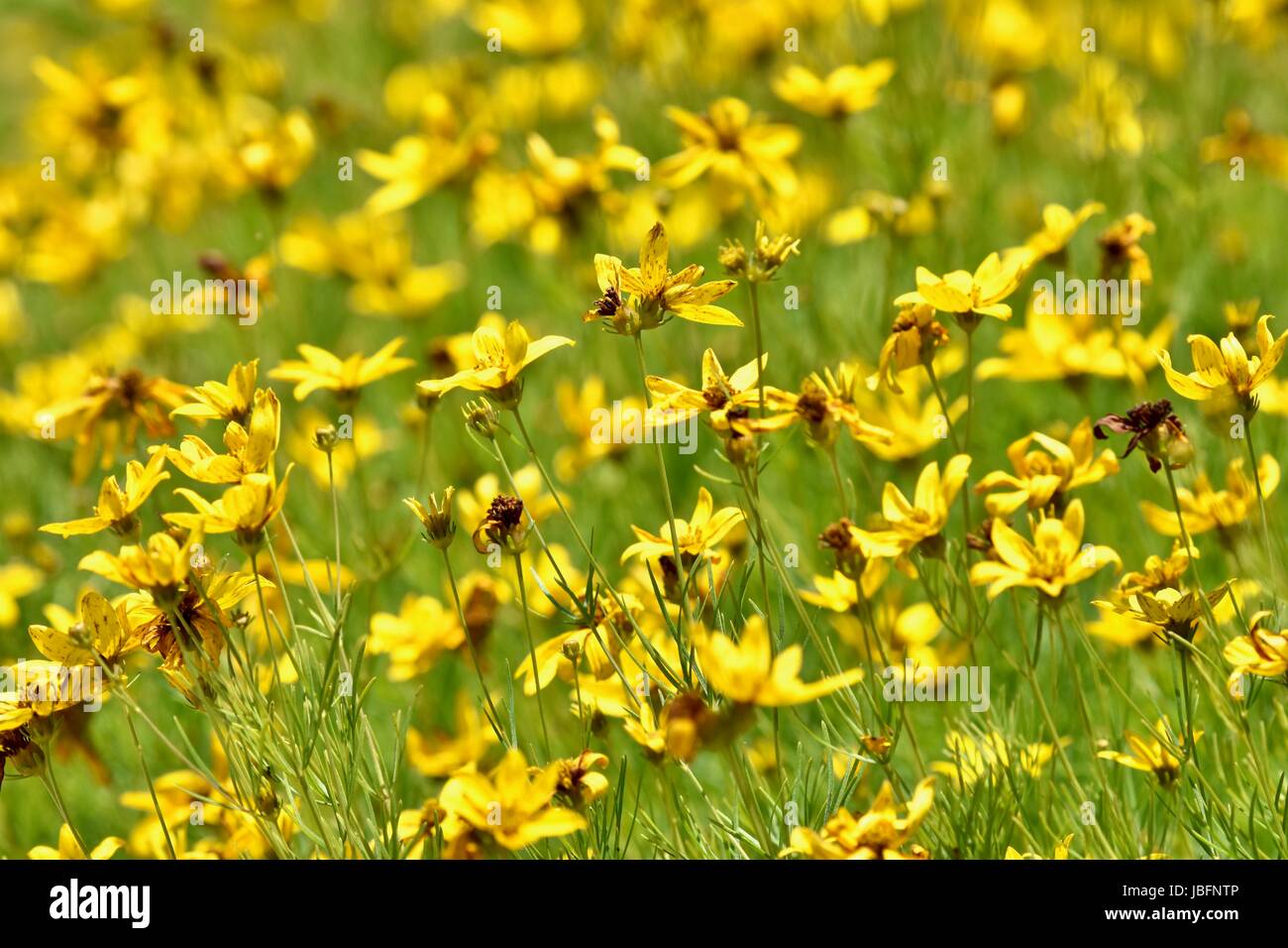 Field of yellow flowers Stock Photo Alamy