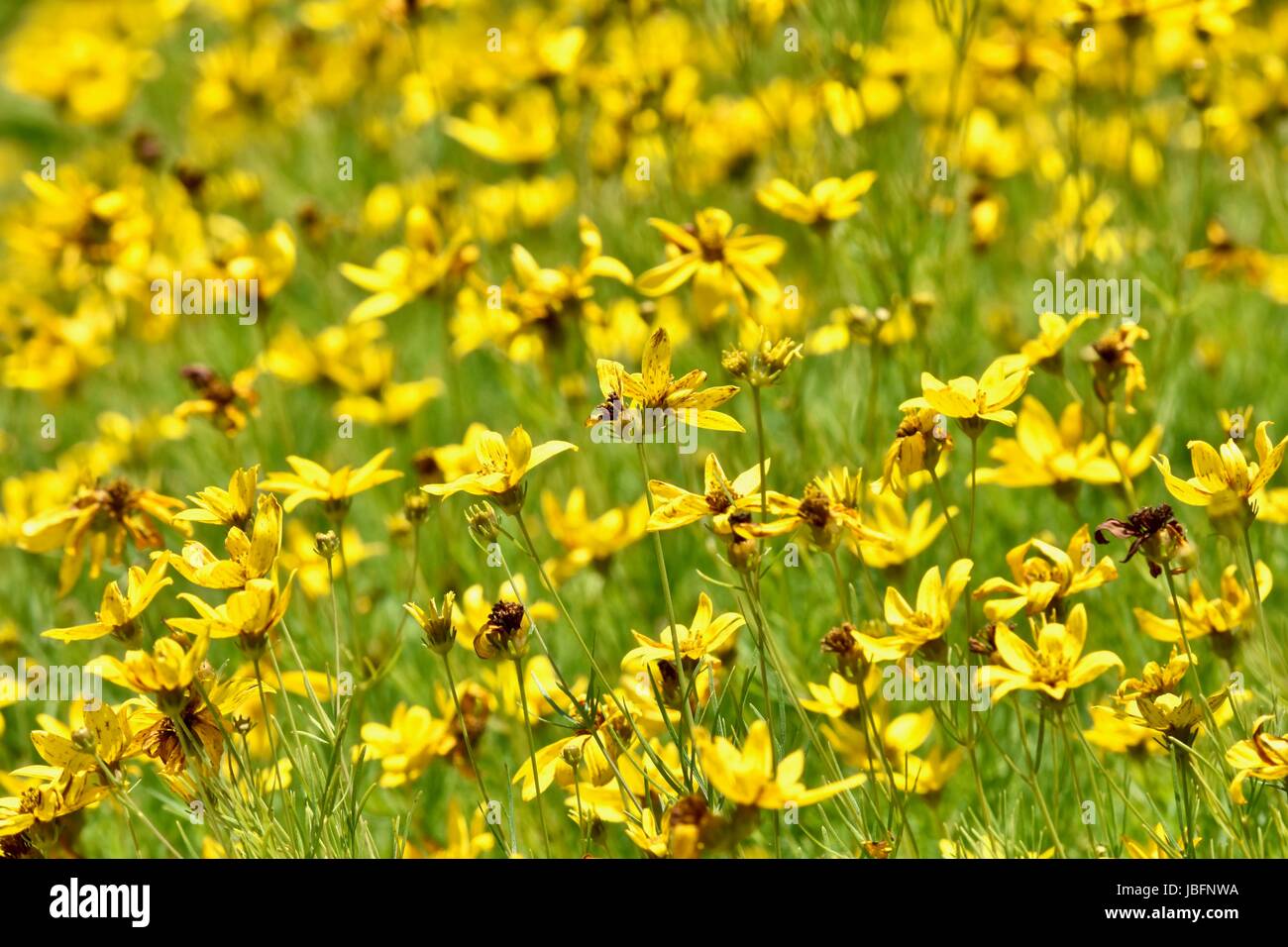 Field of yellow flowers Stock Photo Alamy