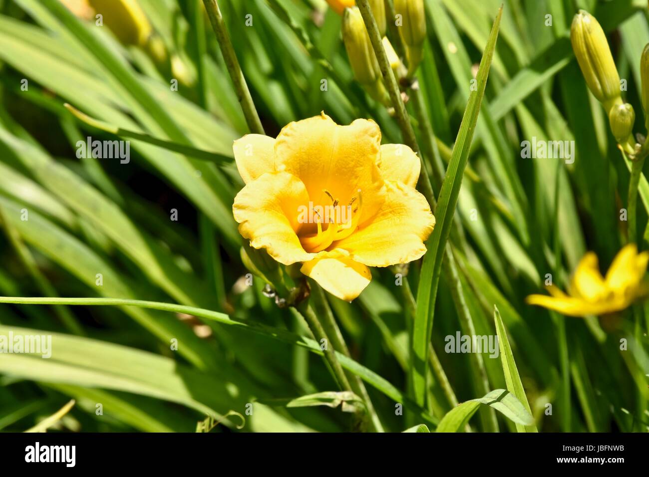 Yellow daylily (hemerocallis) flower Stock Photo Alamy