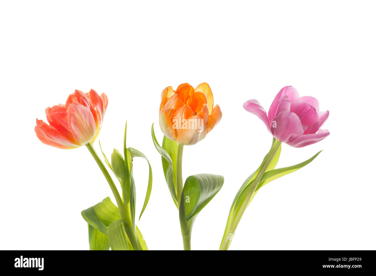 Drei Tulpen auf weißem Hintergrund Stock Photo