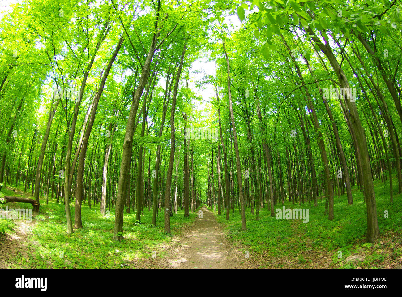 a path is in the green forest Stock Photo - Alamy