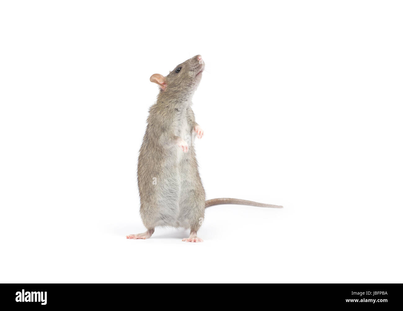 rat isolated on white background Stock Photo - Alamy
