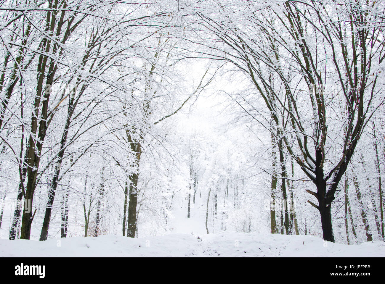 beautiful winter forest and the road Stock Photo - Alamy