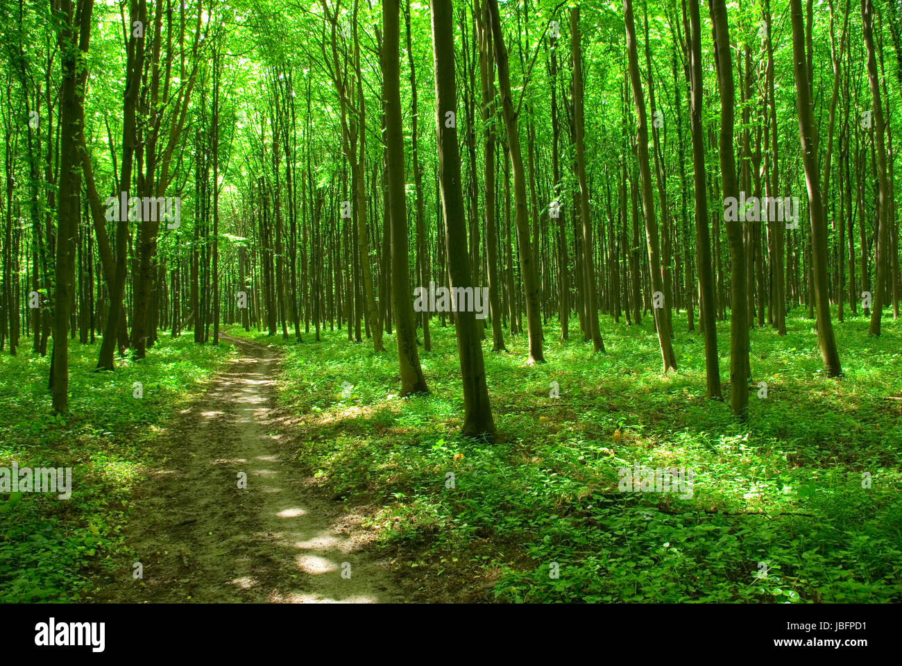 a path is in the green forest Stock Photo - Alamy