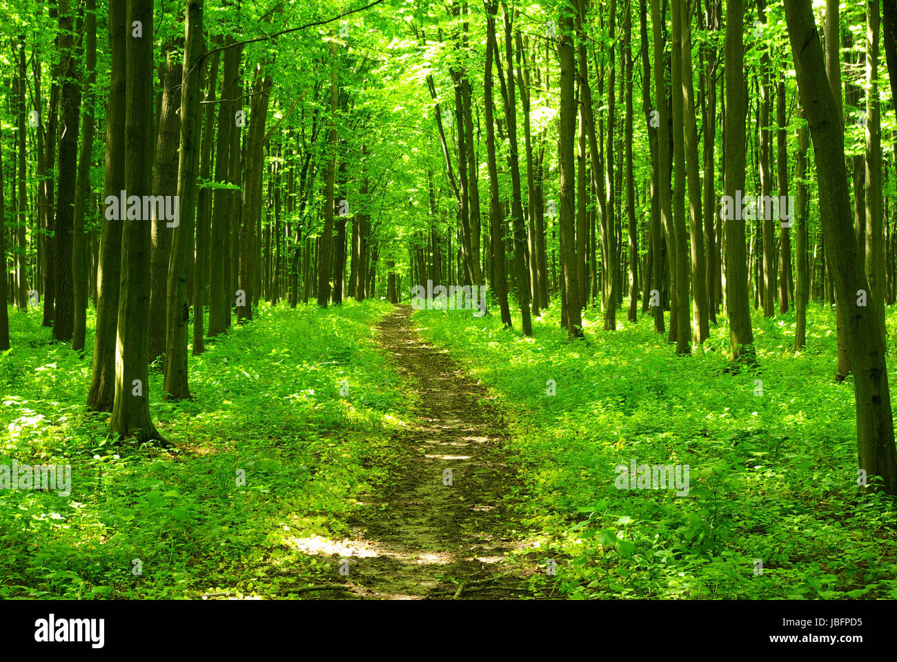 a path is in the green forest Stock Photo - Alamy