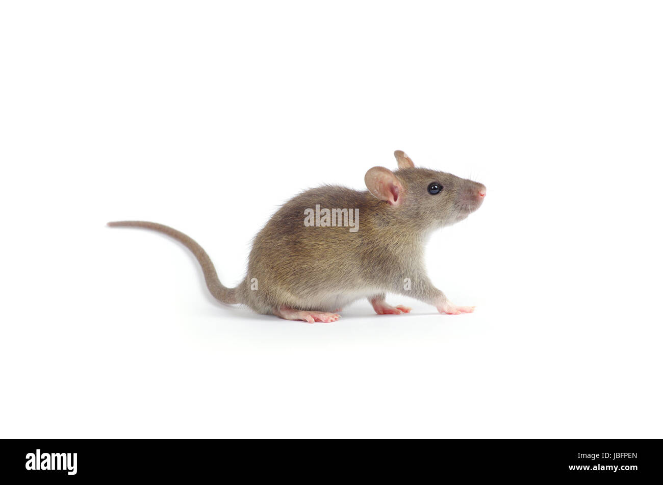 rat isolated on white background Stock Photo - Alamy
