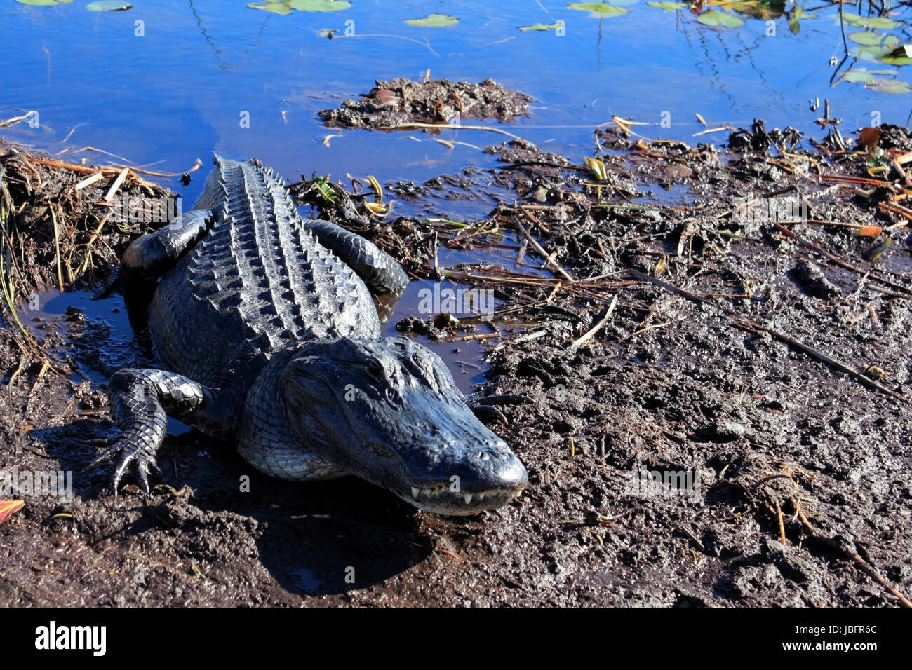 Alligator In Mud Stock Photos & Alligator In Mud Stock