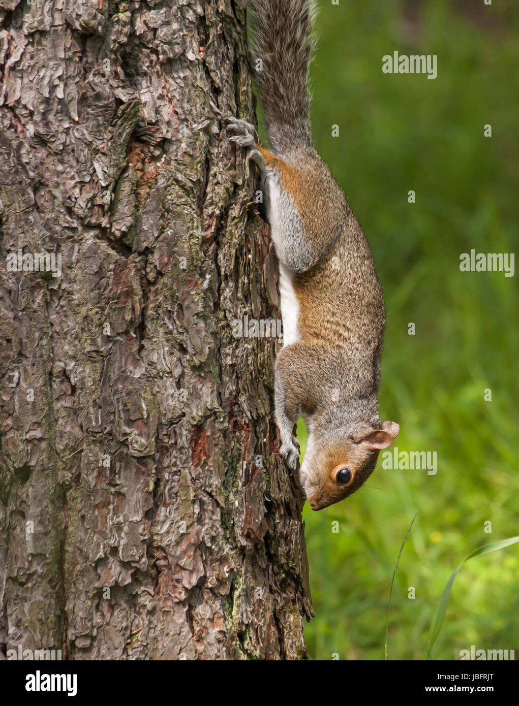 Squirrel on Side Of Tree Stock Photo