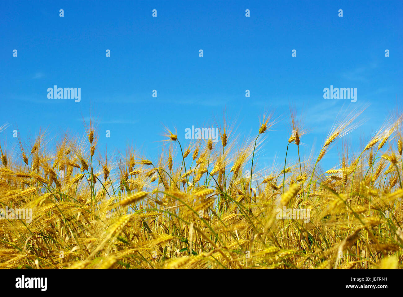 Wheat ears against the blue sky Stock Photo - Alamy