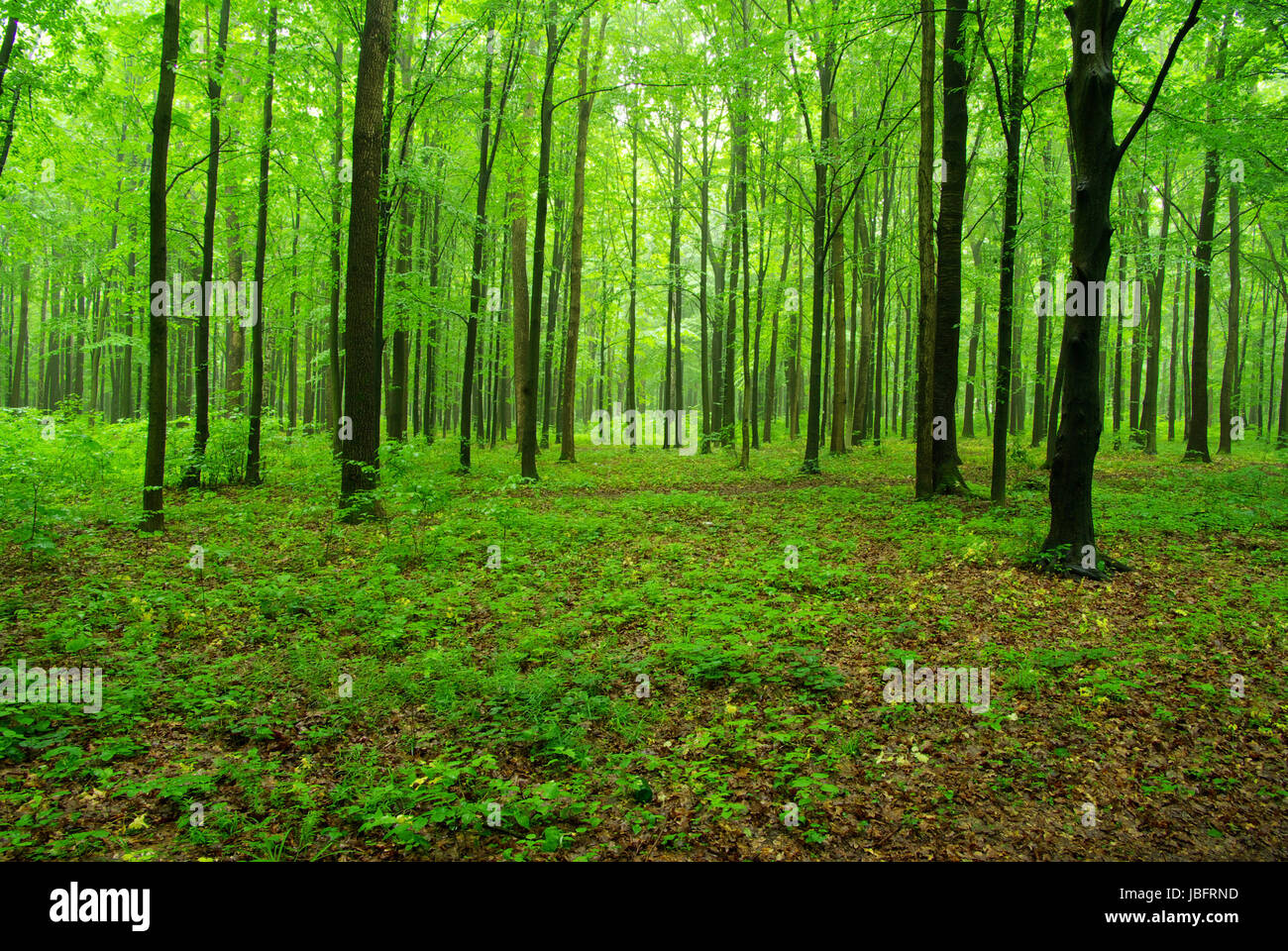 forest trees. nature green wood backgrounds Stock Photo - Alamy