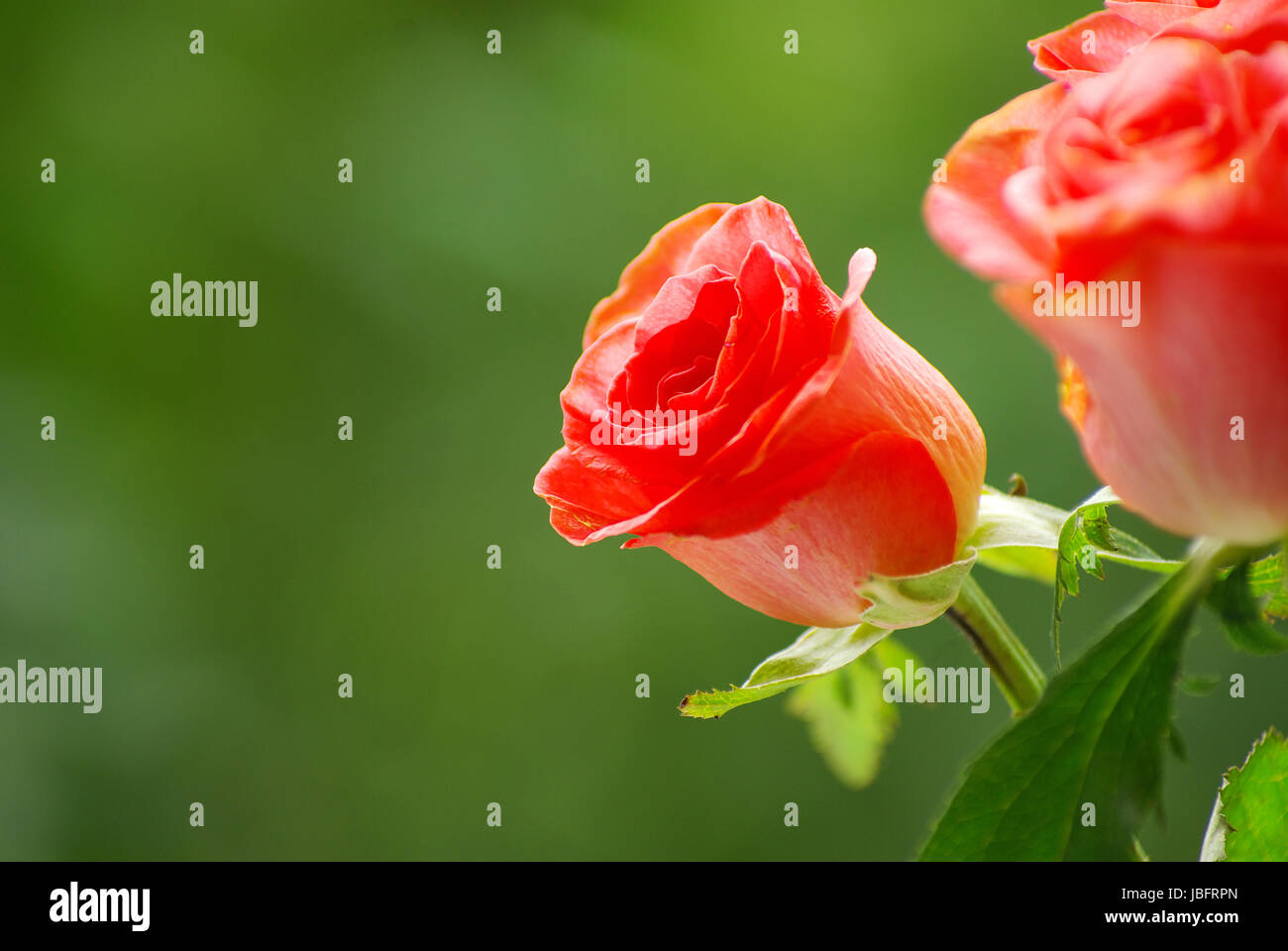 red rose isolated on a green background Stock Photo - Alamy