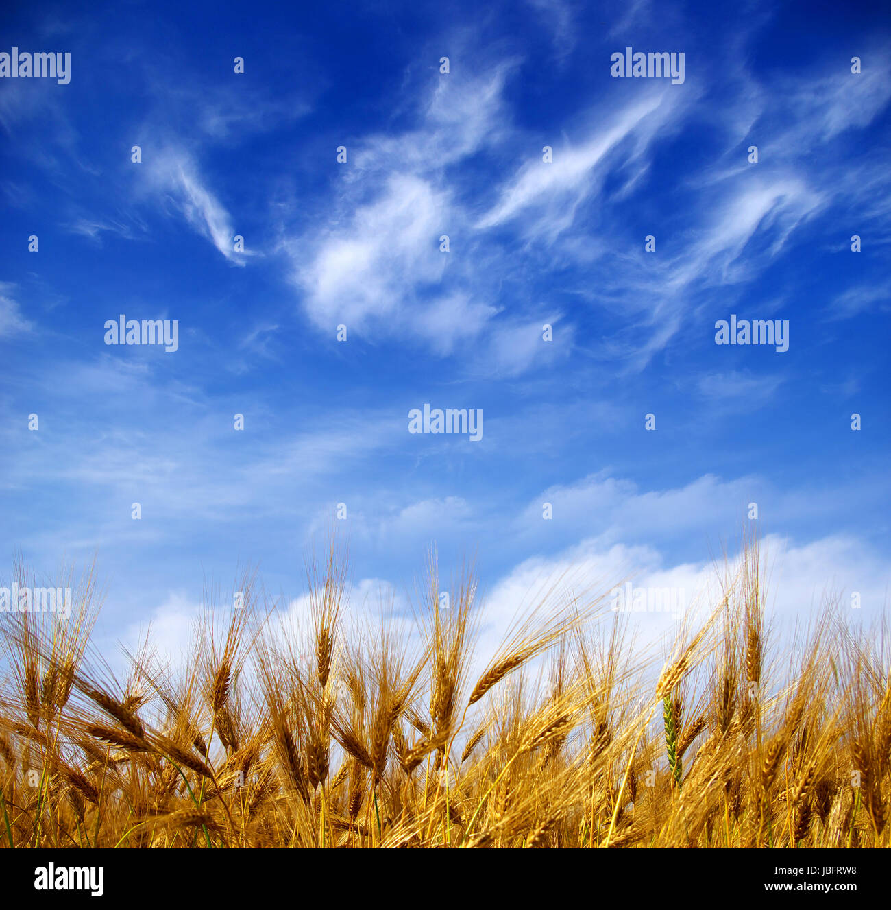 Wheat ears against the blue sky Stock Photo - Alamy